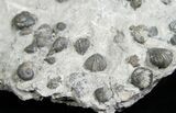 Plate of Small Brachiopods & Gastropod #5769-3